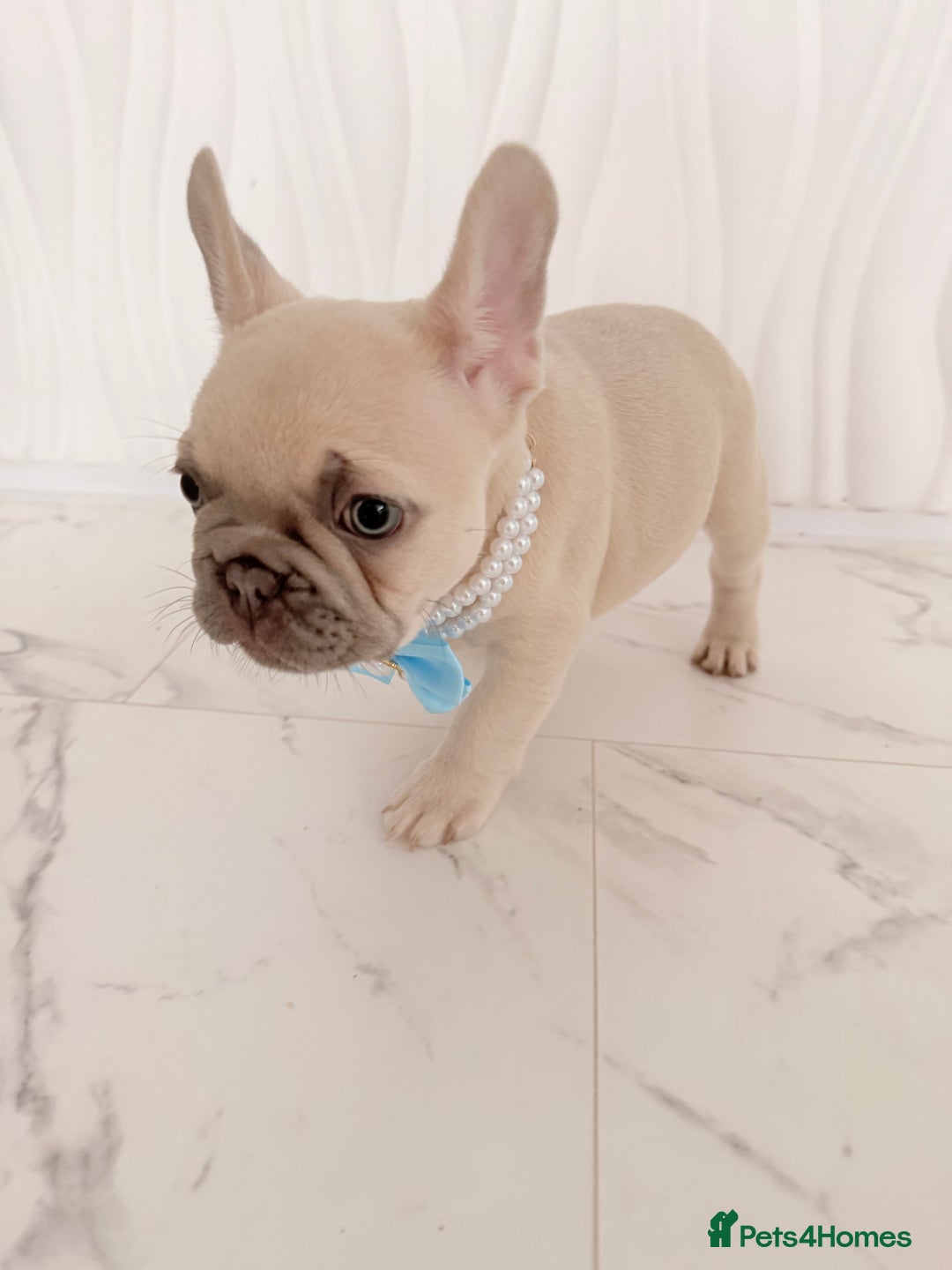 French Bulldog dogs for sale: Stunning platinum and lilac fawn boys and girls - Image 24
