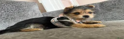 Yorkshire Terrier dogs for sale: Yorkshire Terrier Pup  in Spalding - Advert 2