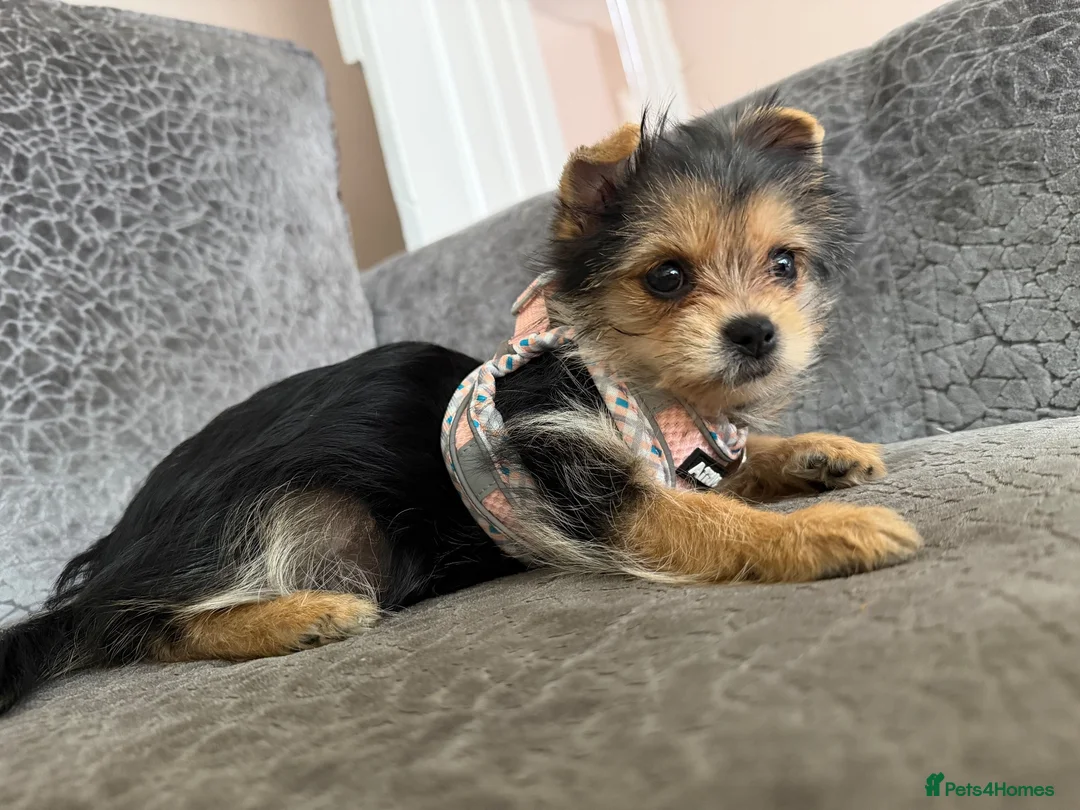 Yorkshire Terrier dogs for sale: Yorkshire Terrier Pup  in Spalding - Advert 2