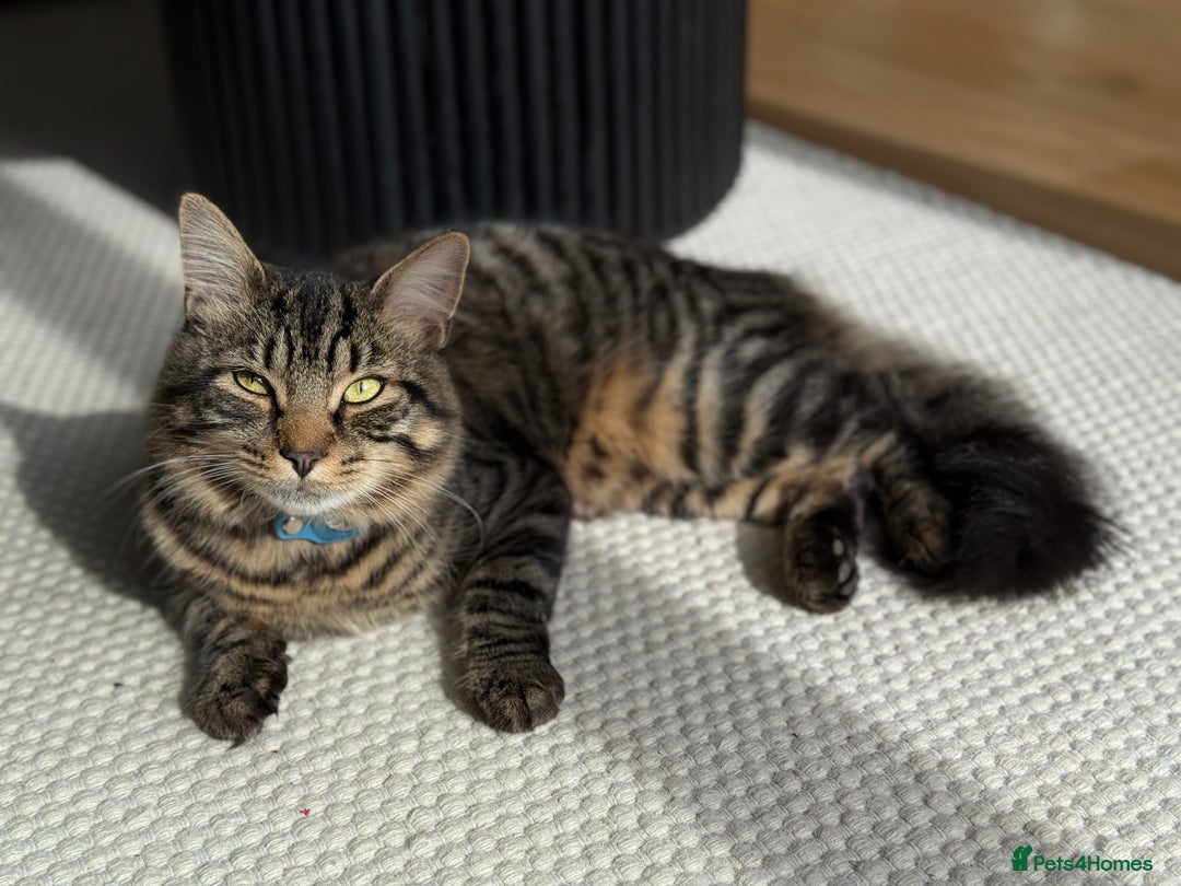 Maine Coon cats for sale: 13week-old fluffy black kitten/part Maine Coon - Image 13