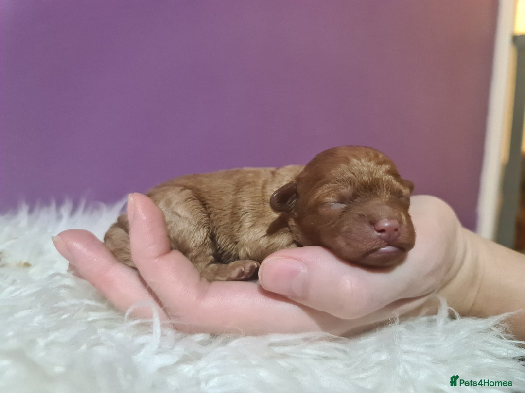 Toy Poodle dogs for sale: Beautiful toy poodle  - Advert 8