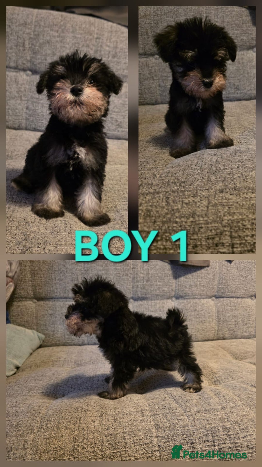 Miniature Schnauzer dogs for sale: READY NOW KC registered miniature schnauzer pups - Advert 3