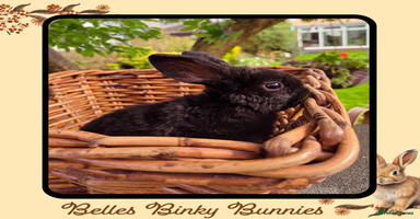 Mini Lop rabbits - Advert 16