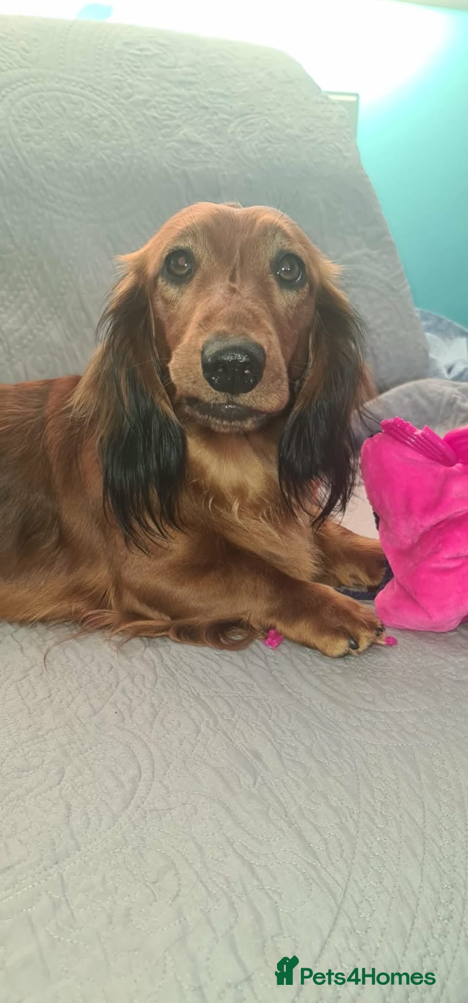 Miniature Dachshund dogs K.C Longhaired Miniature Dachshund - Advert 4