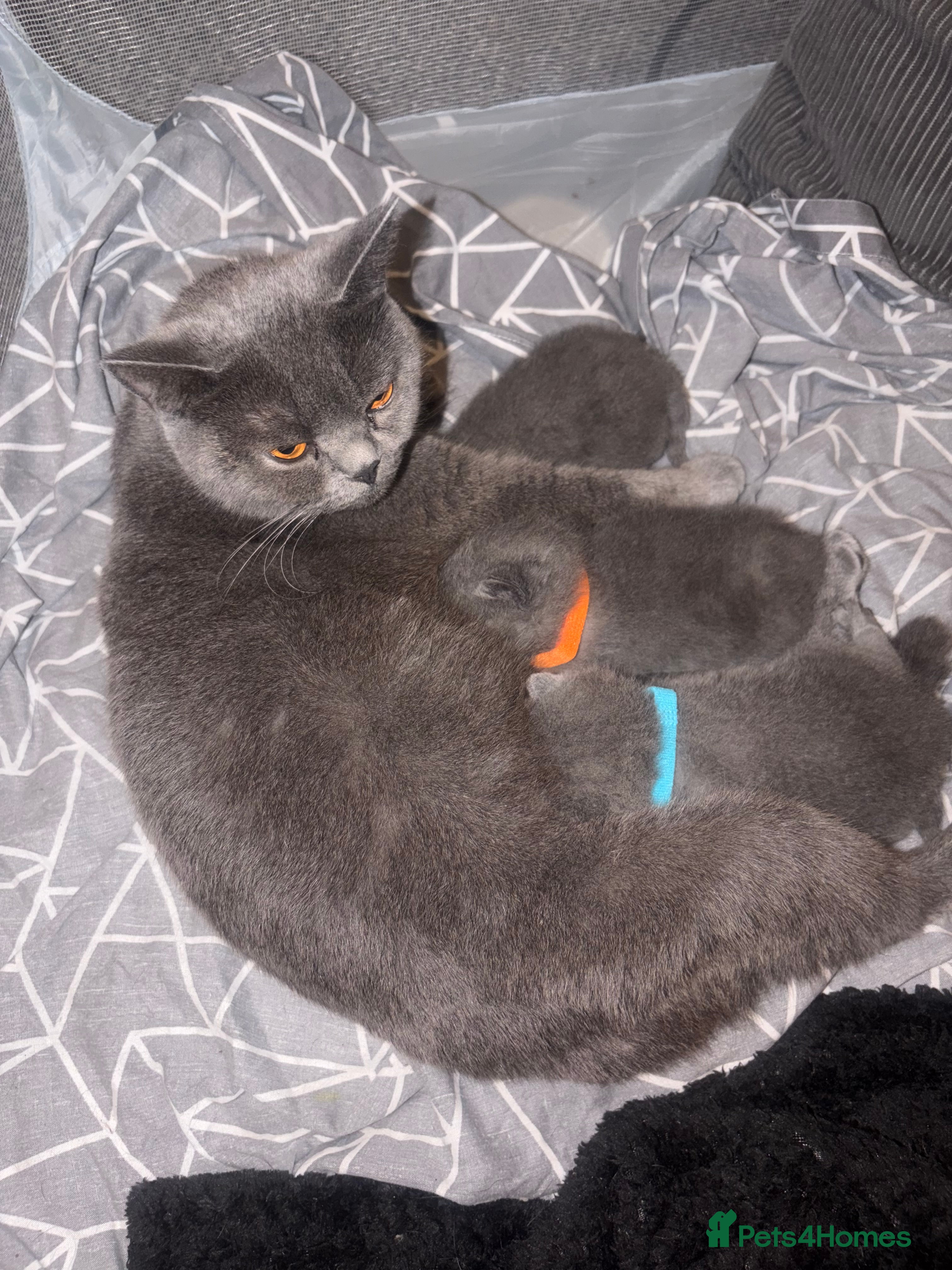 British Shorthair cats 5 Blue British shorthair kittens  - Advert 18