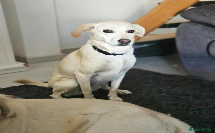 Mixed Breed dogs - Advert 2
