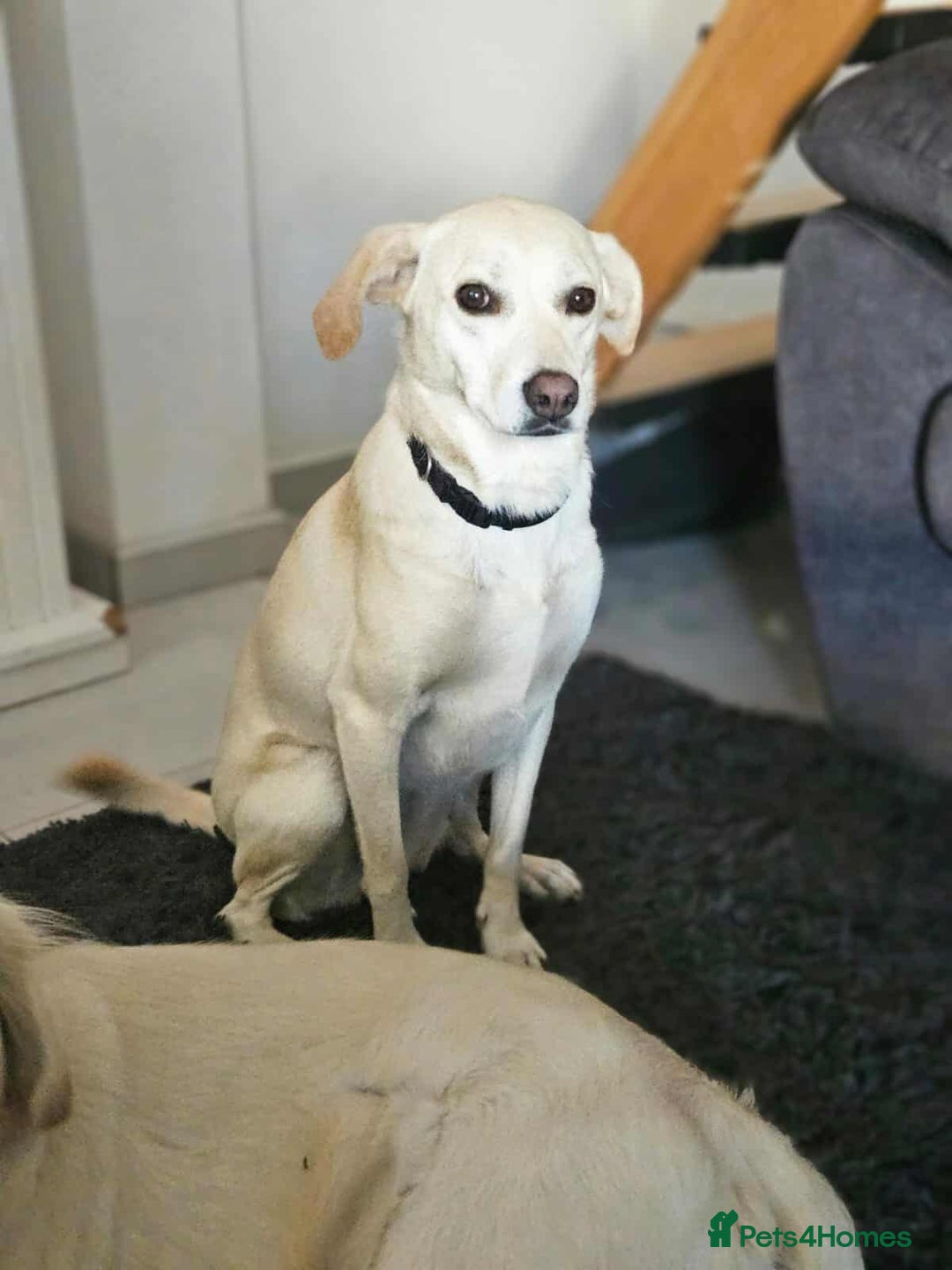 Mixed Breed dogs for adoption: NINA! - Image 1