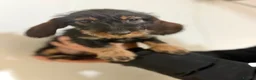 Dachshund dogs for sale: Wire Haired Dachshund Puppies - Advert 9