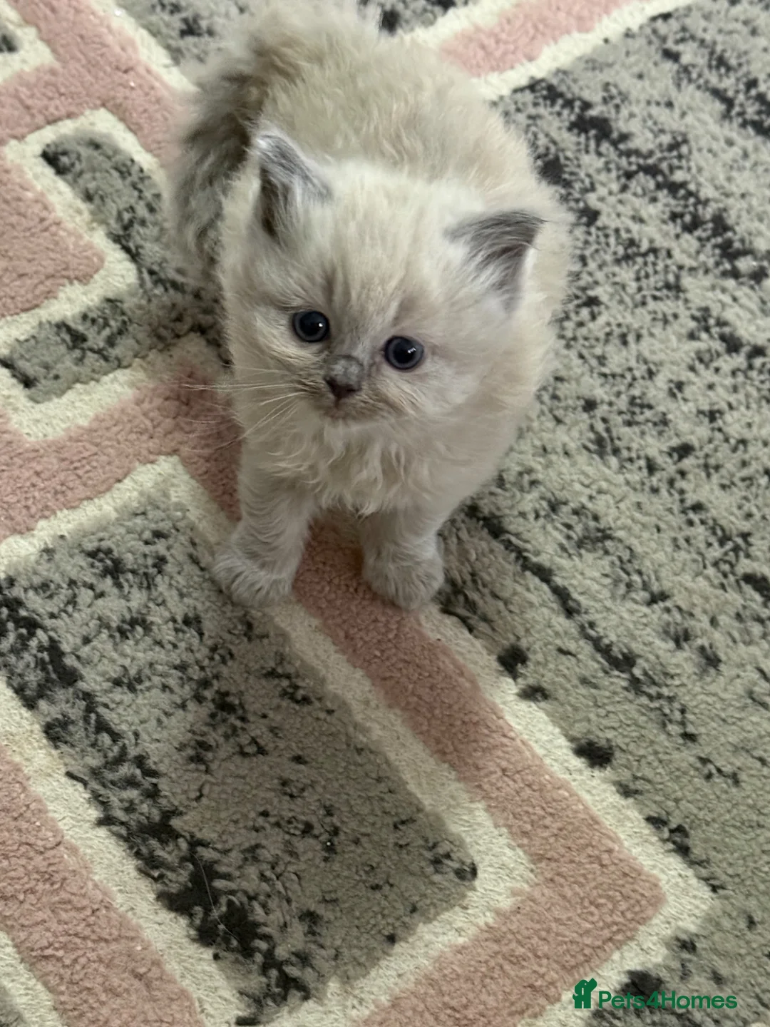 Ragdoll cats for sale: 5 beautiful ragdoll kittens  - Advert 2