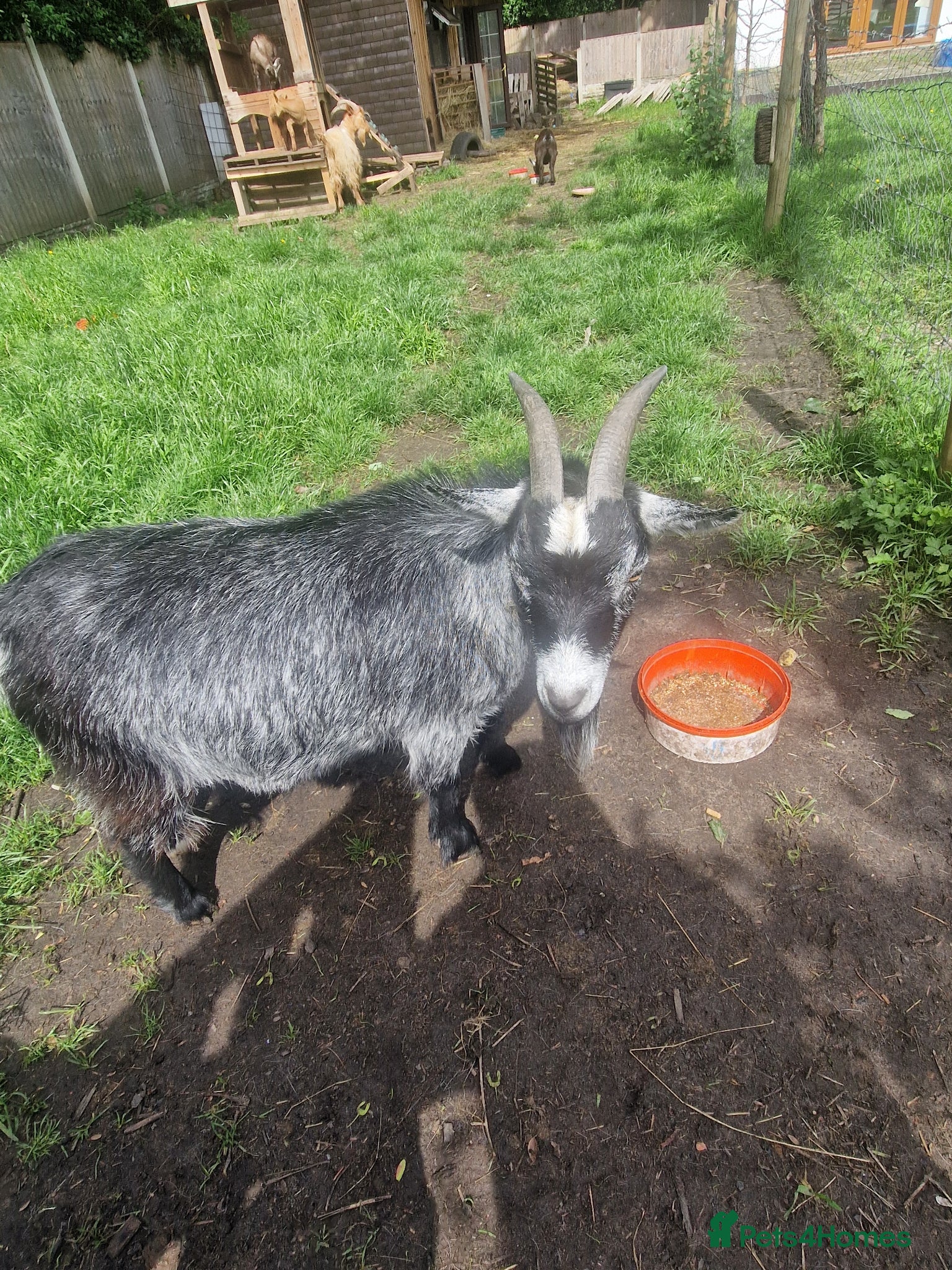 Goats livestock for sale: Nigerian Dwarf Nanny - Advert 2