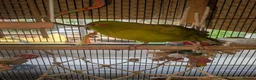 Parrots birds for sale: Kakariki male - Advert 1