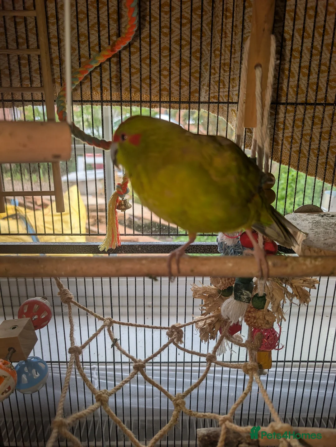 Parrots birds for sale: Kakariki male - Advert 1