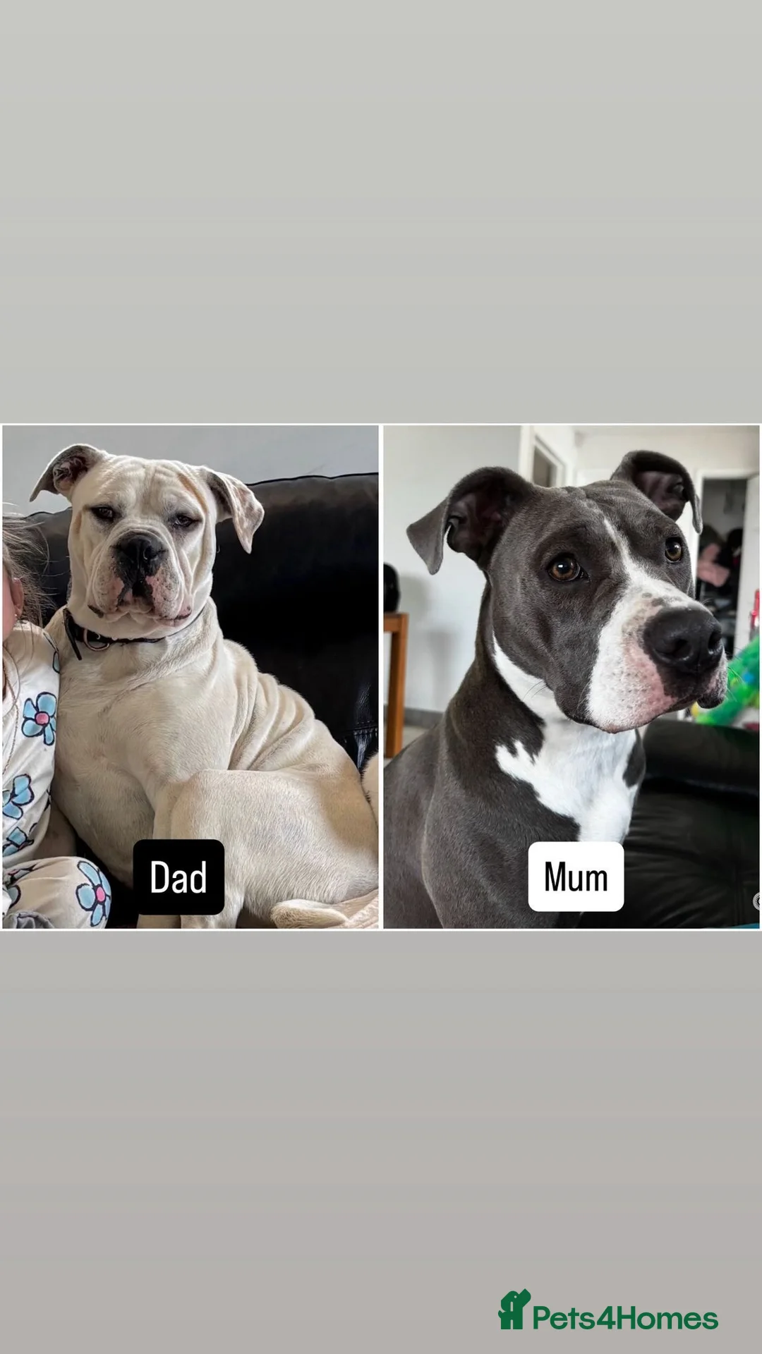 Mixed Breed dogs for sale: Old Tyme x American bulldog  - Advert 23