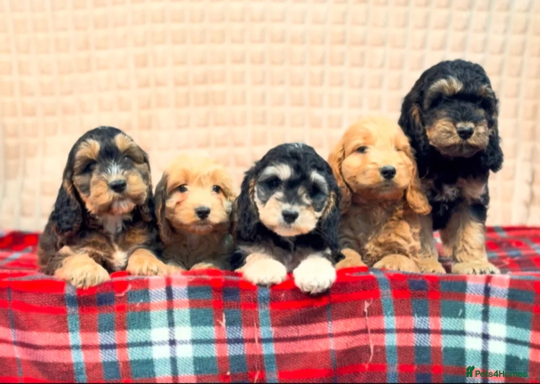 Cockapoo dogs for sale: STUNNING COCKAPOO PUPPIES READY NOW  - Advert 1