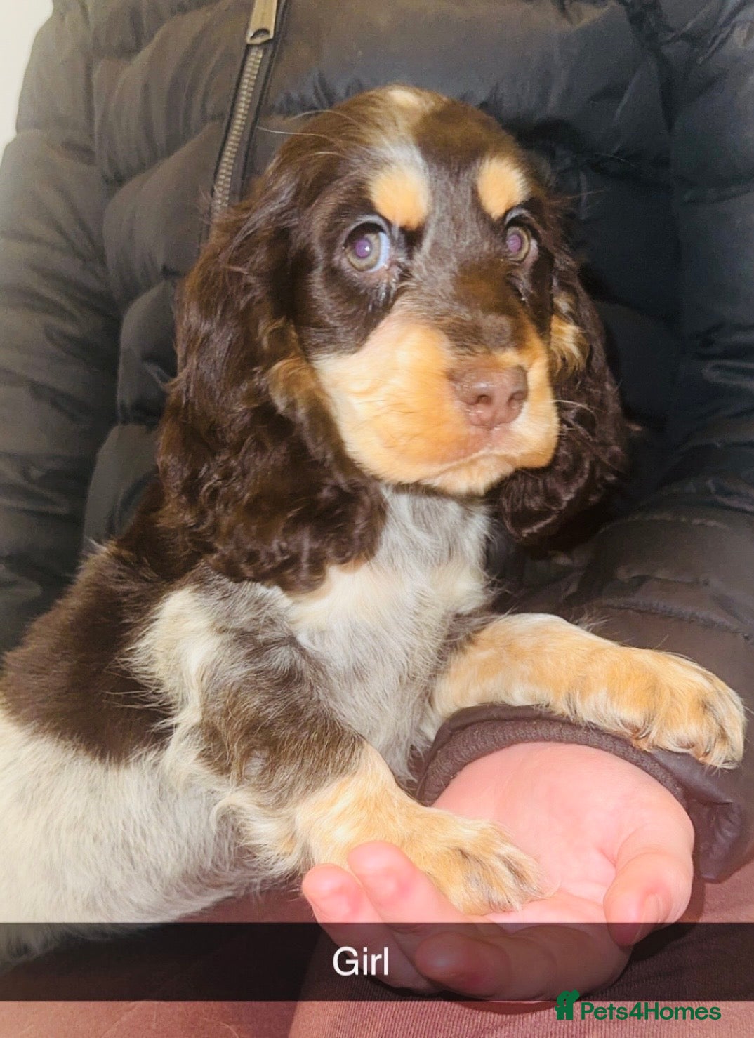 Cocker Spaniel dogs Beautiful cocker spaniel puppies in Snodland - Advert 4