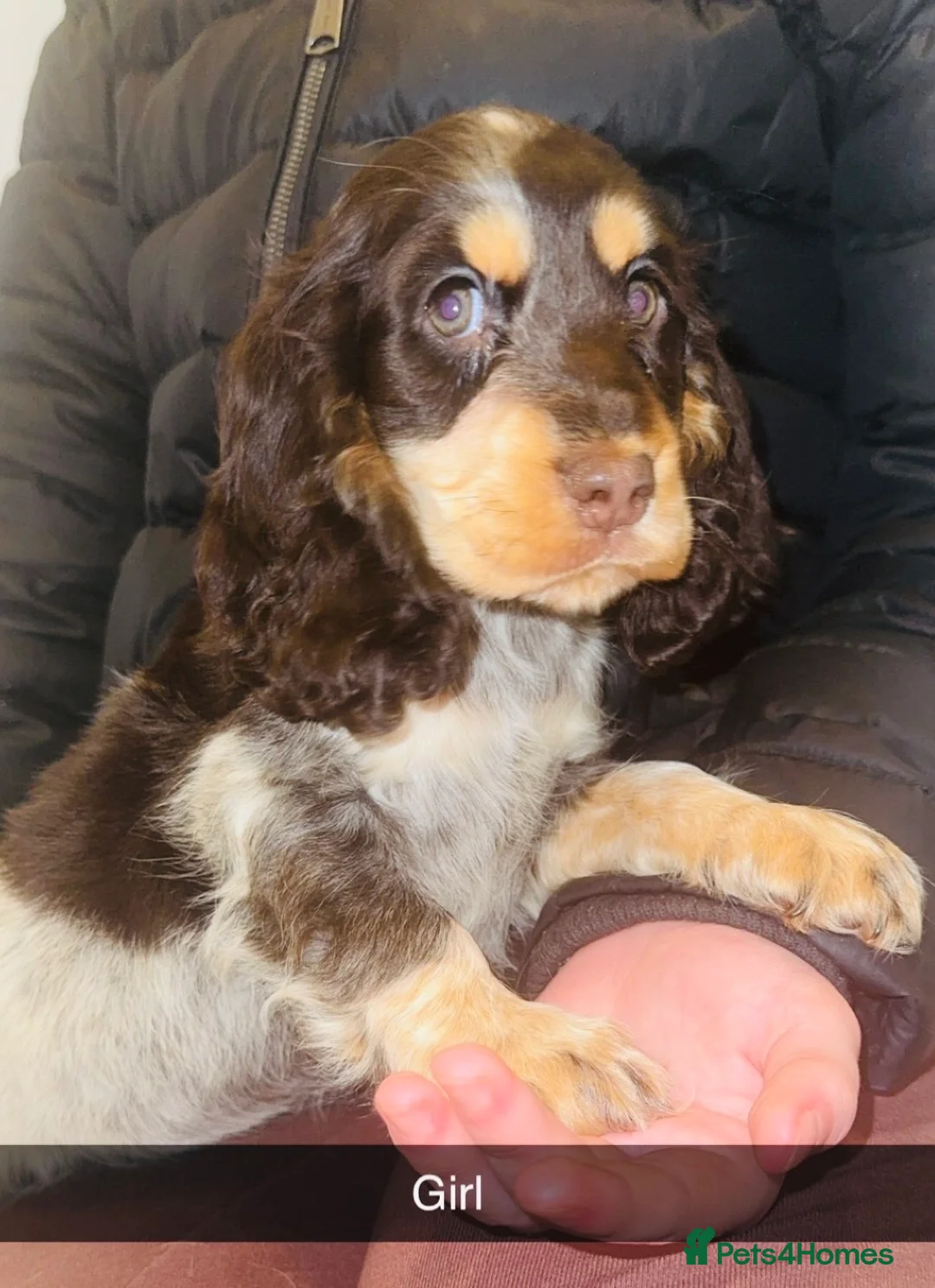 Cocker Spaniel dogs for sale: Beautiful cocker spaniel puppies in Snodland - Advert 1
