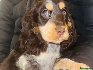 Cocker Spaniel dogs Beautiful cocker spaniel puppies in Snodland - Advert 4