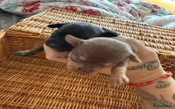 Chihuahua dogs for sale: Beautiful little Chi ready to reserve  - Image 5