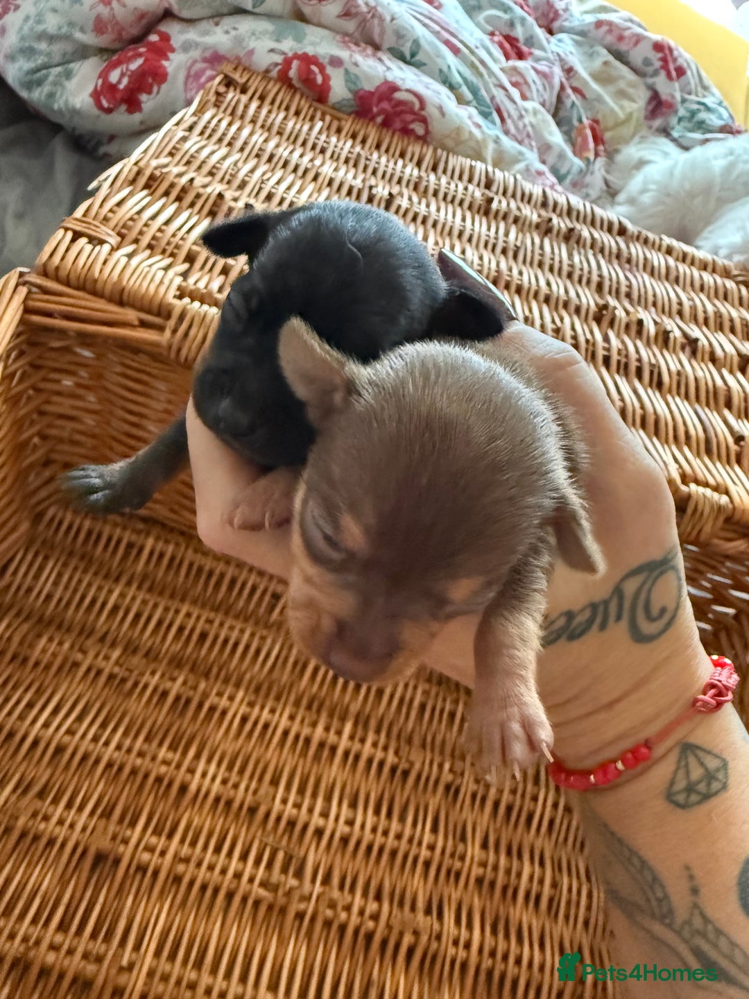 Chihuahua dogs for sale: Beautiful little Chi ready to reserve  - Image 5
