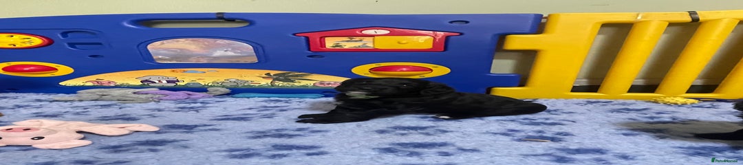 Sproodle Puppy 3