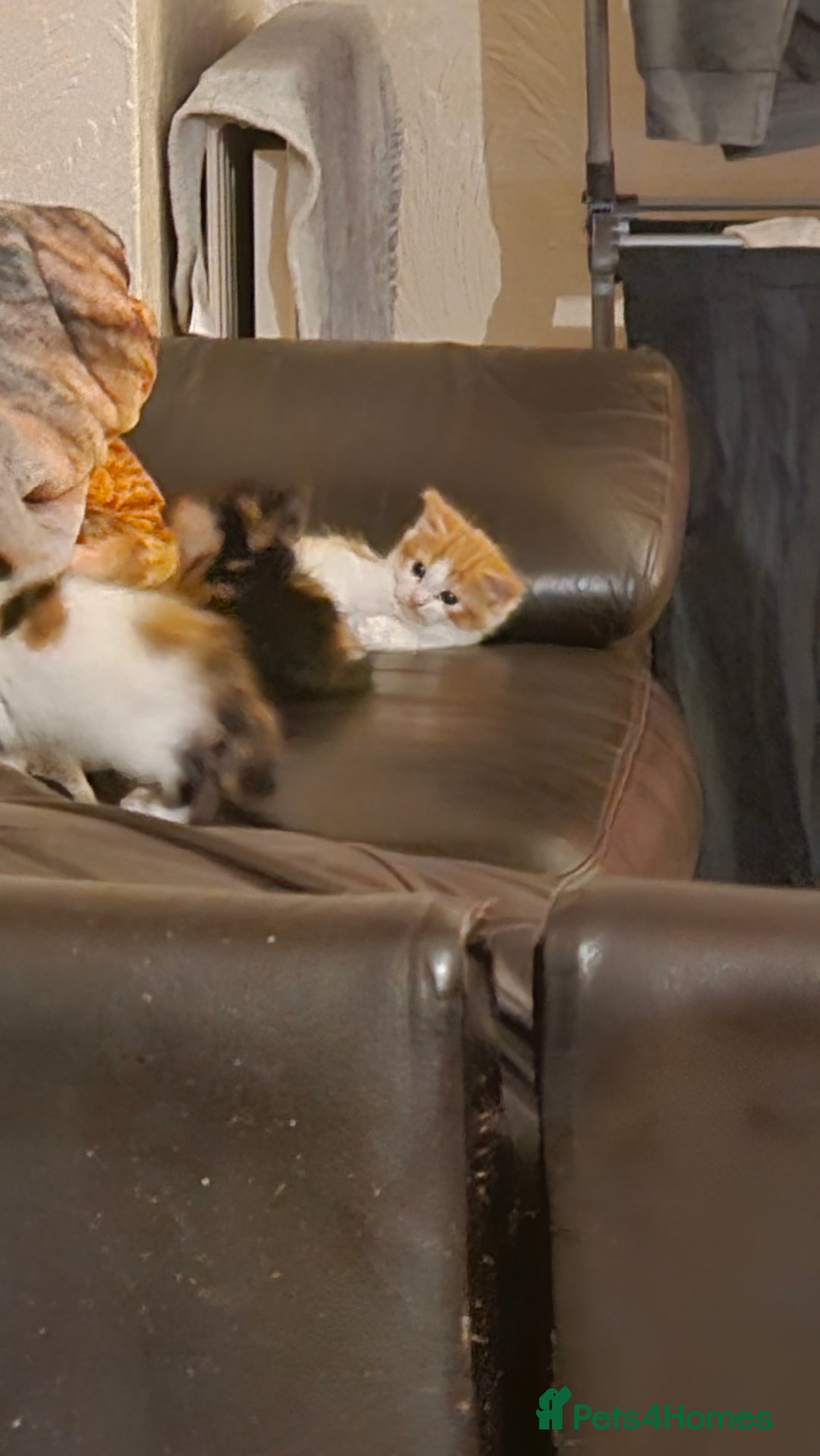 Mixed Breed cats for sale: 8week old kittens  - Advert 4