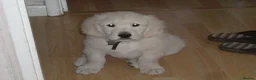 Golden Retriever dogs for sale: Champion Line Pedigree Golden Retriever Puppies - Advert 8