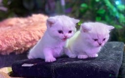Munchkin cats for sale: Full Pedigree Munchkin kittens - Image 13