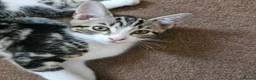 Mixed Breed cats for sale: Beautiful Kittens - 2 Boys & 1 Girl - Ready Now!!! - Advert 5