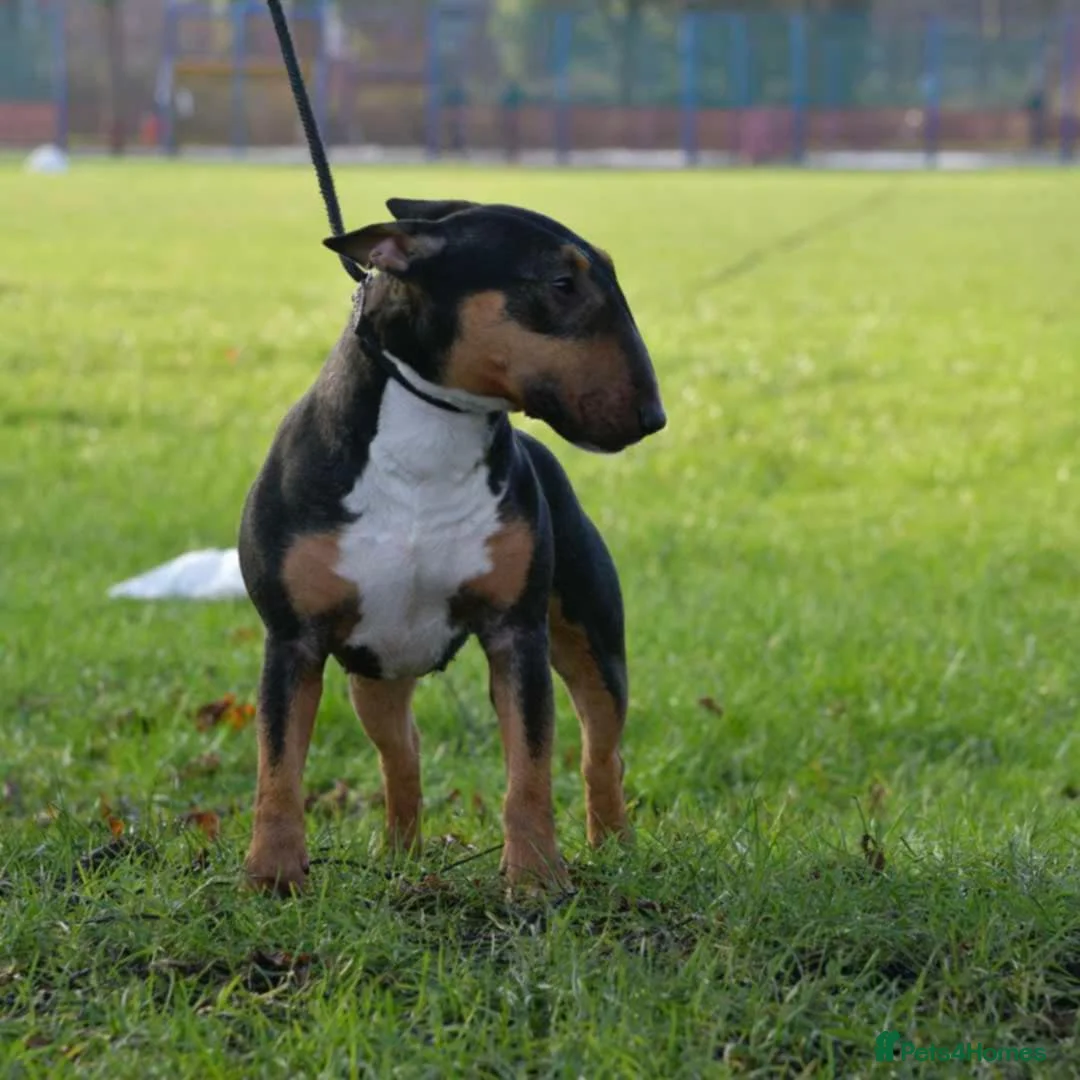 Miniature Bull terrier dogs for sale: MinatureBullTerrier Pups HealthTested TopPedigree in Preston - Advert 14