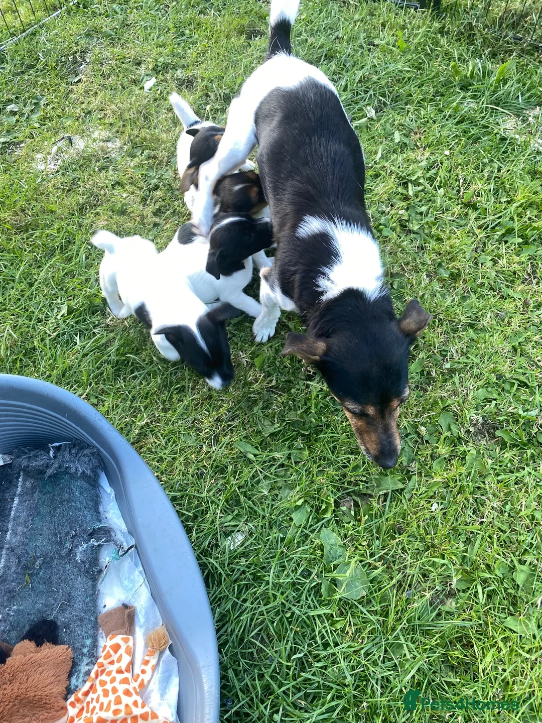 Jack Russell dogs for sale: Jack Russell  - Advert 1