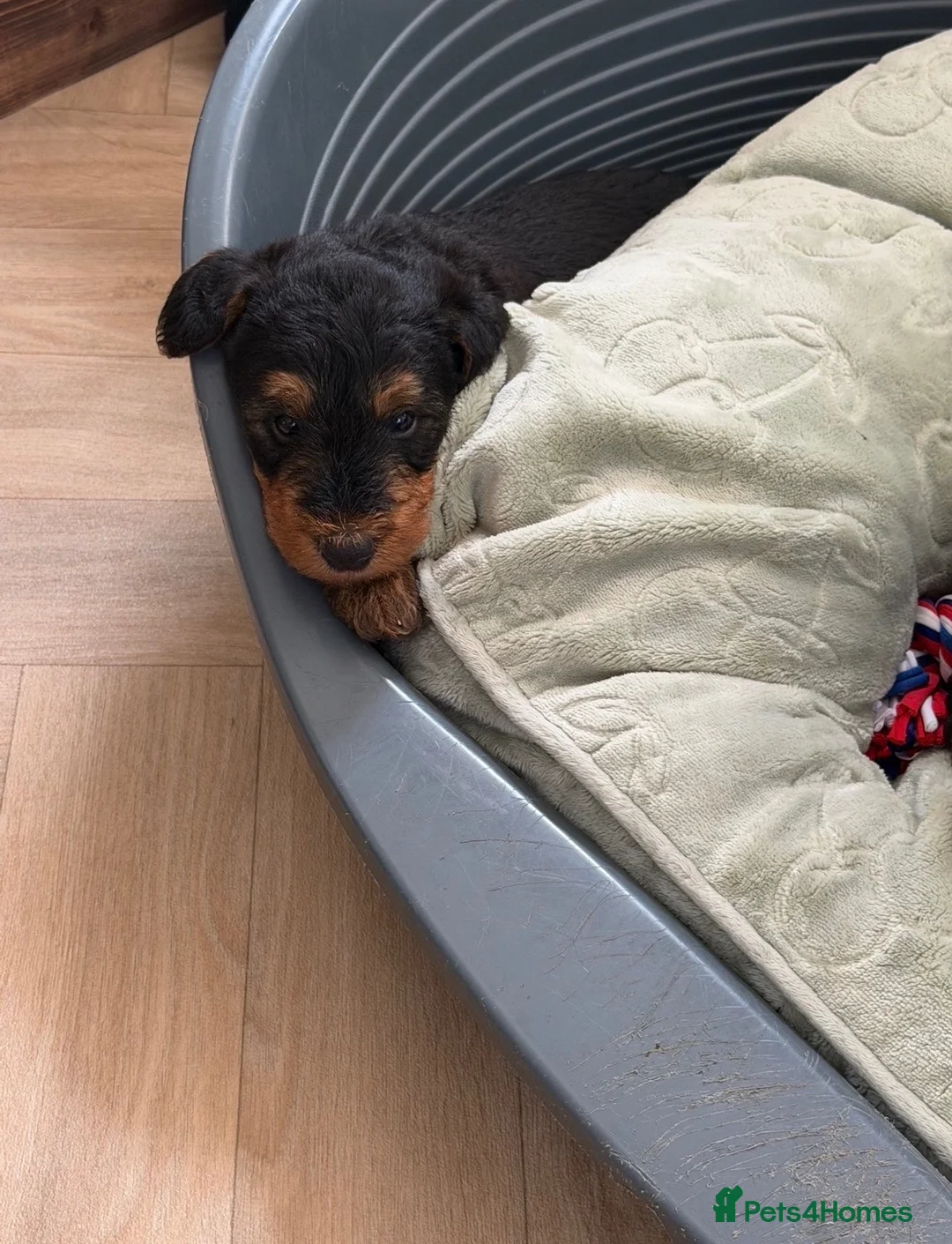 Airedale Terrier dogs for sale: 🌟 One Girl Available 🌟  - Advert 33