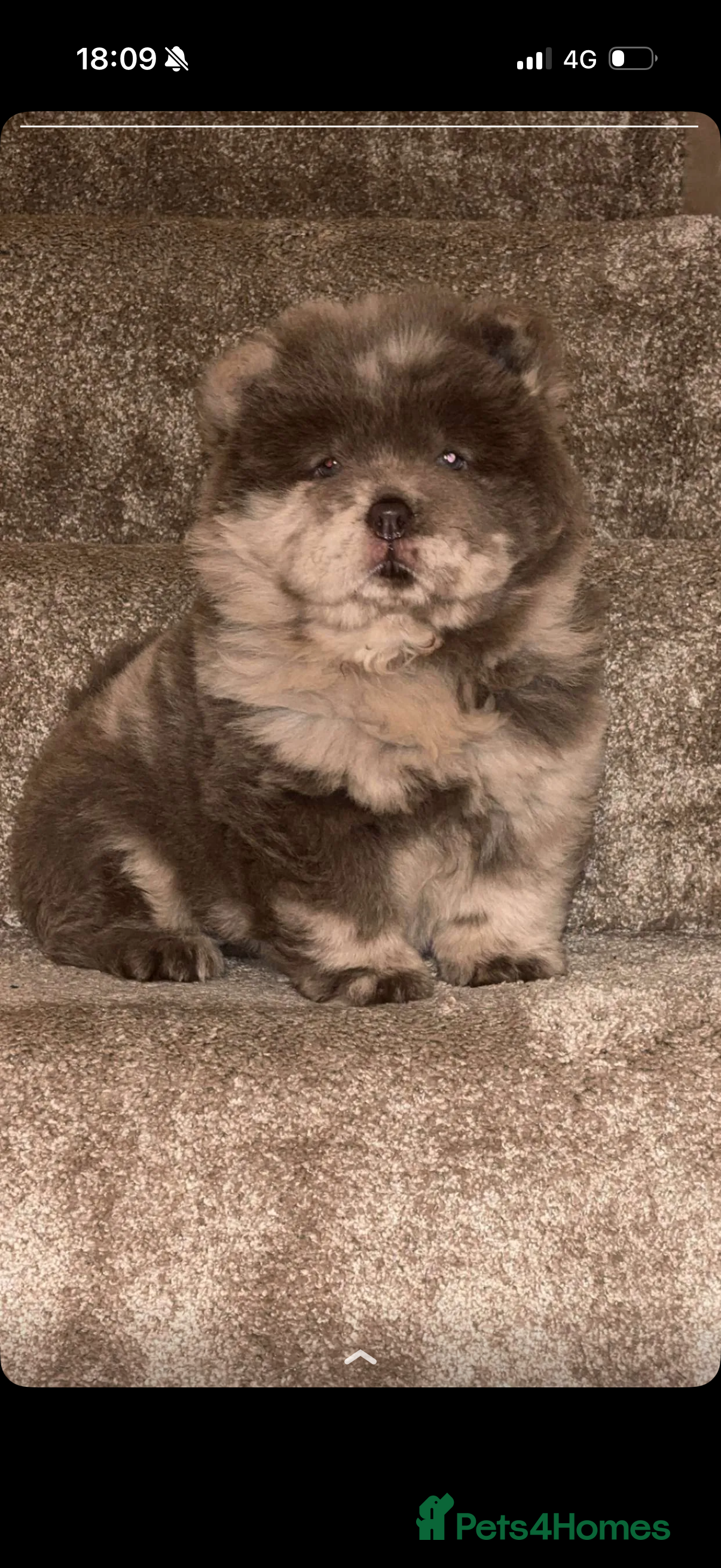 Chow Chow dogs Lilac Merle and lilac chow chow puppies for sale  - Advert 5