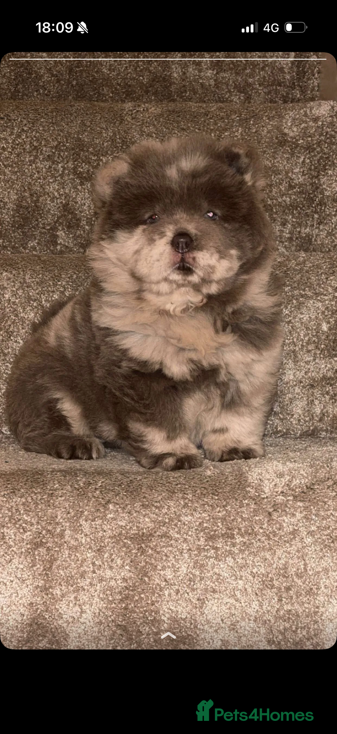 Chow Chow dogs for sale: Lilac Merle and lilac chow chow puppies for sale  - Advert 1