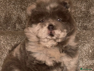 Chow Chow dogs Lilac Merle and lilac chow chow puppies for sale - Advert 17