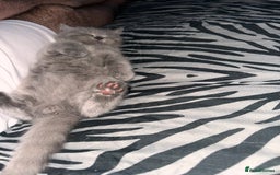 British Shorthair cats for sale: Gorgeous British Shorthair teddybears - Image 12