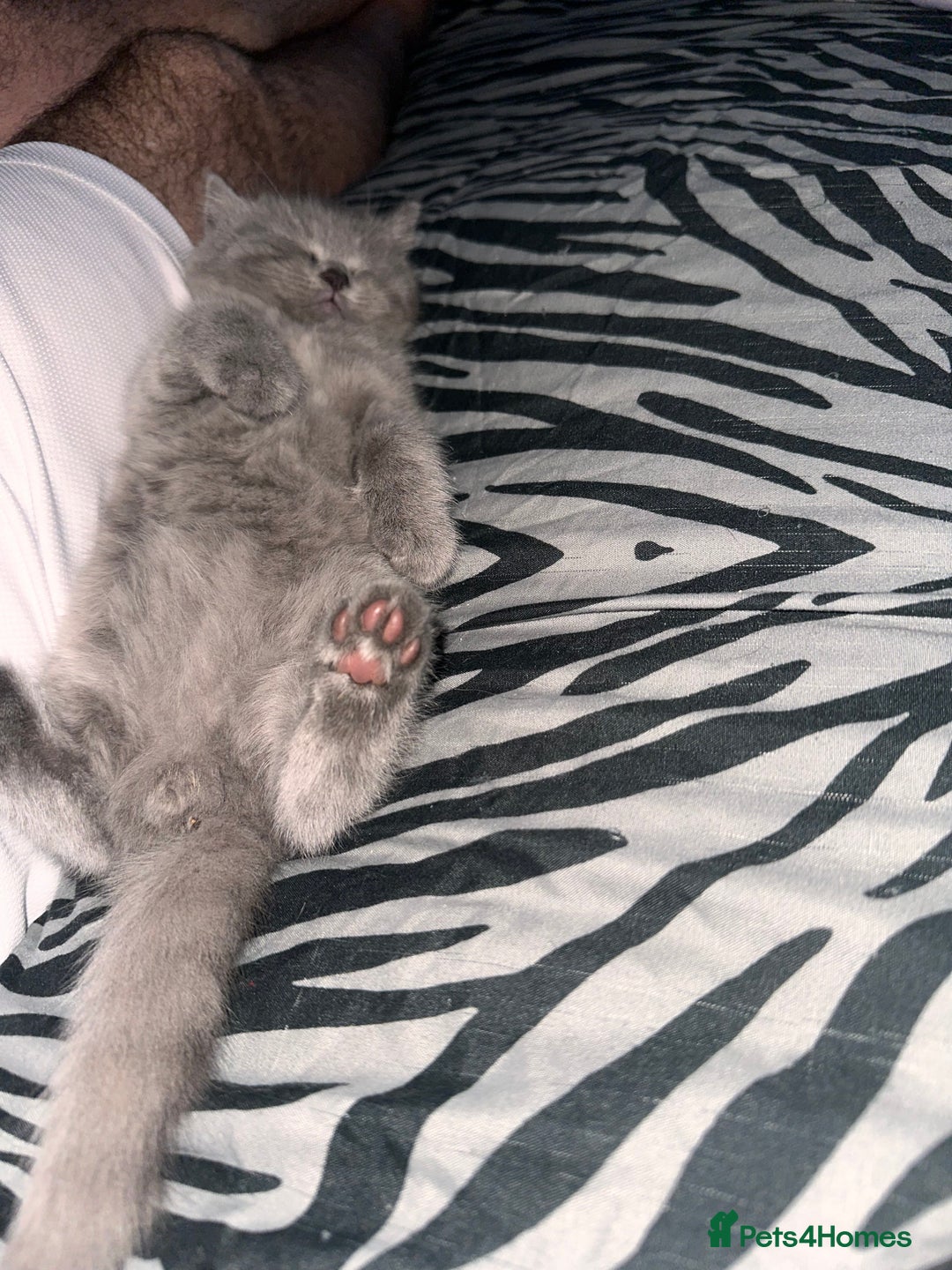 British Shorthair cats for sale: Gorgeous British Shorthair teddybears - Image 12
