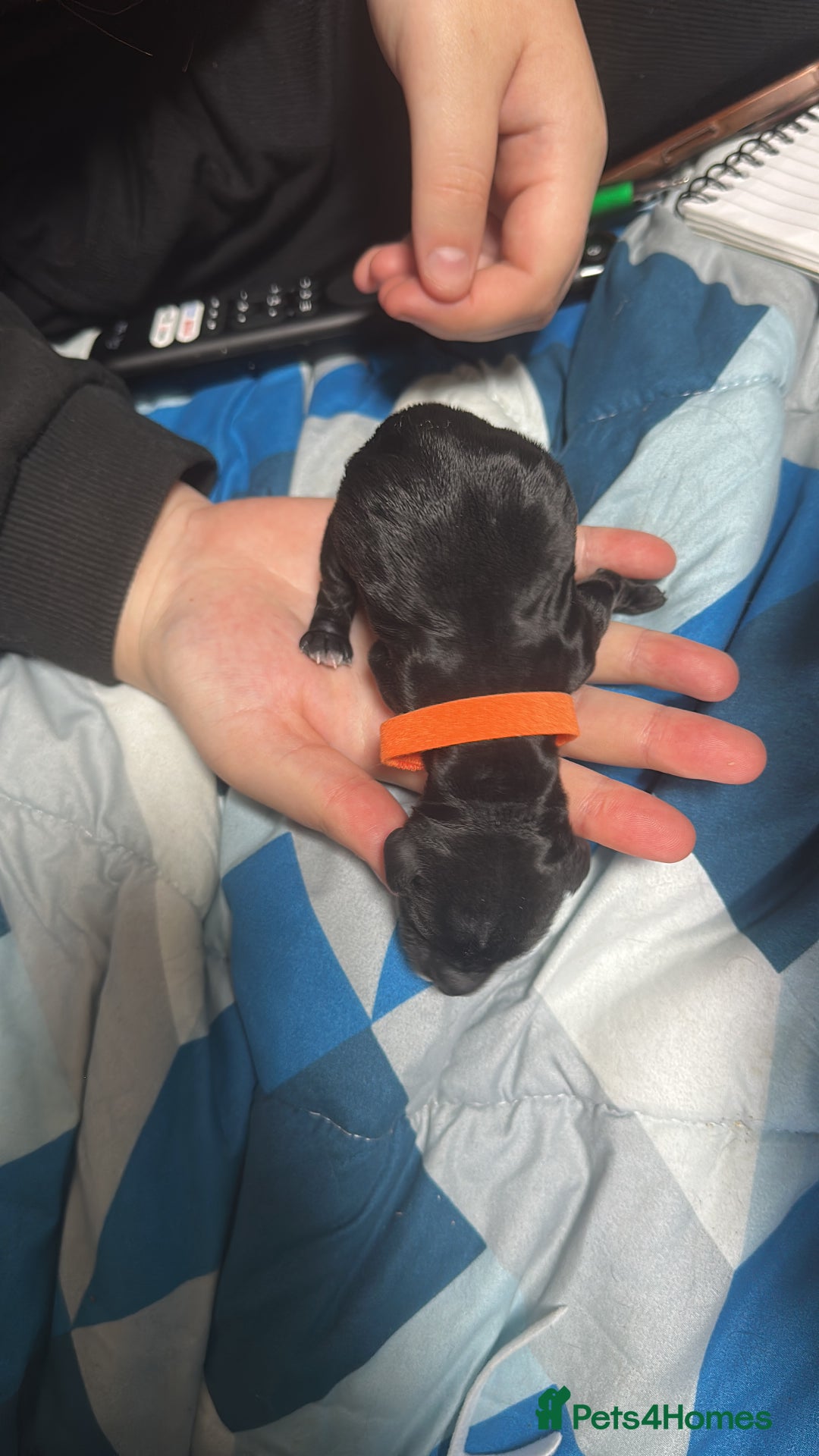 Cockapoo dogs for sale: Stunning F1B Show Cockapoo LAST TO RESERVE - Image 21