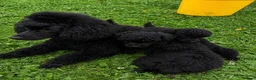 Toy Poodle dogs for sale: Toy poodle  - Advert 2