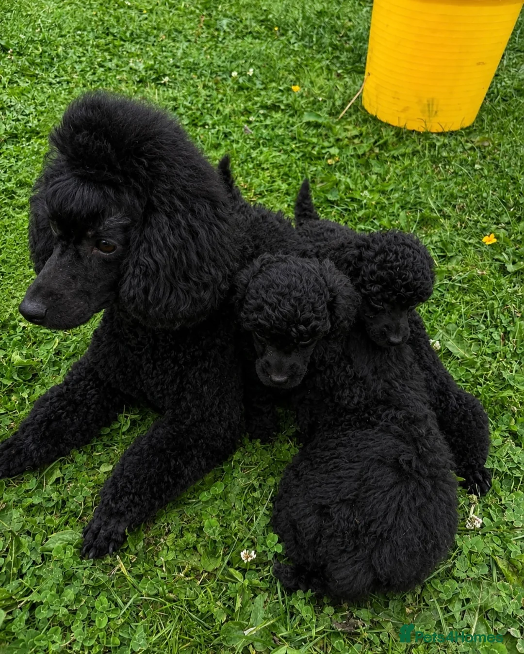 Toy Poodle dogs for sale: Toy poodle  - Advert 2