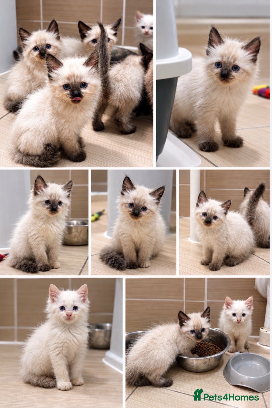 Mixed Breed cats Beautiful Siamese cross ragdoll kittens - Advert 13