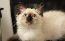 Ragdoll cats for sale: Ragdoll Crystal chocolate point female  - Image 8