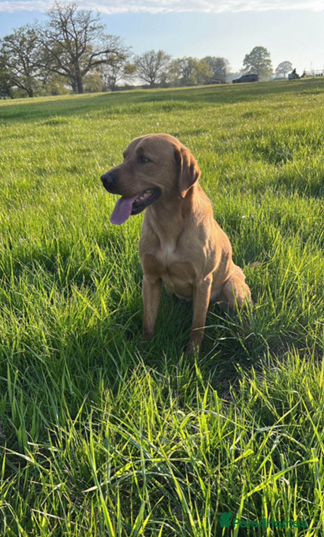Labrador Retriever dogs for stud: **Fox Red Labrador for Stud** - Image 4