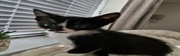 Mixed Breed cats for sale: Last 2 Kittens Ready Now - Advert 13