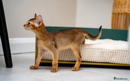 Abyssinian cats for sale: Vanilla Boy-Exceptional Abyssinian-Champion line - Advert 3