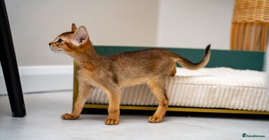 Abyssinian cats Vanilla Boy-Exceptional Abyssinian-Champion line - Advert 3