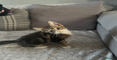 Mixed Breed cats - Advert 11