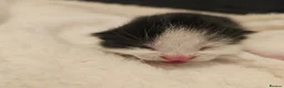 Mixed Breed cats for sale: 8 Beautiful Kittens – Deposits Now Being Taken - Advert 6