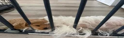 Maltipoo dogs for sale: Handsome Borris For Sale 🤍 in Downham Market - Advert 4