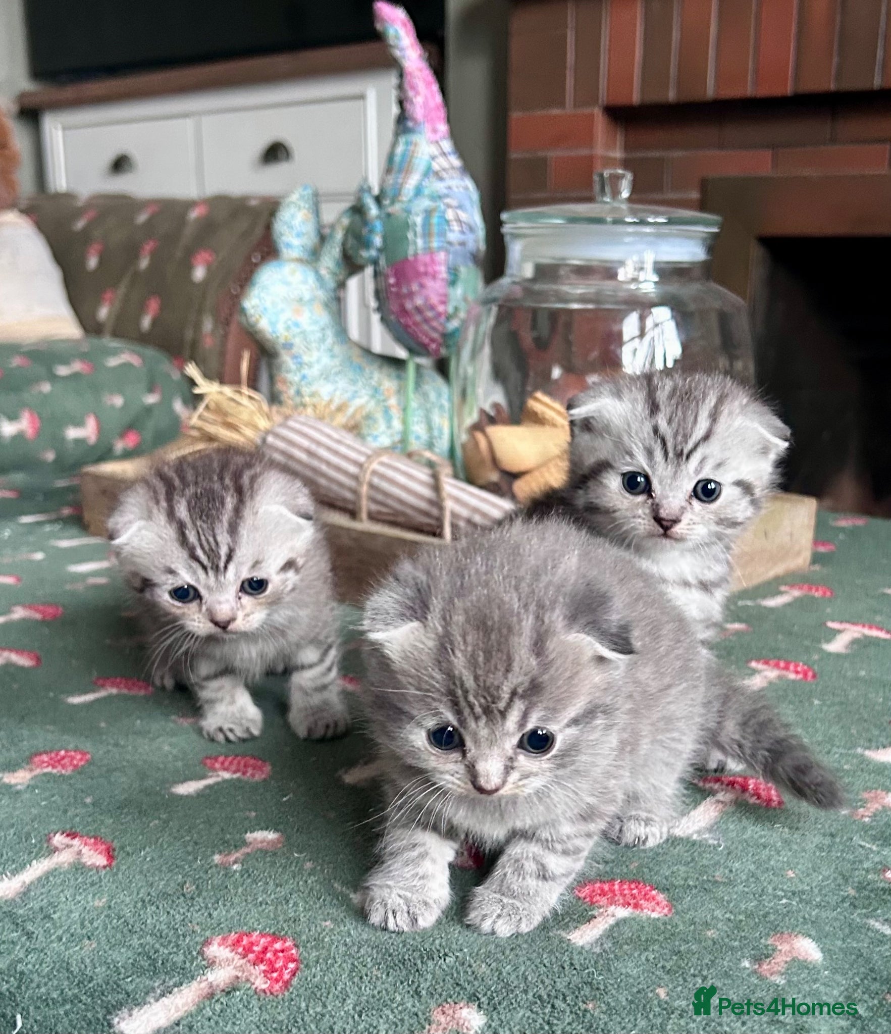 Scottish Fold cats Scottish Folds ready to reserve - Advert 1