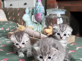 Scottish Fold cats Scottish Folds ready to reserve - Advert 1